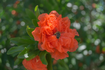 Garnet flower with bee on a pomegranate tree