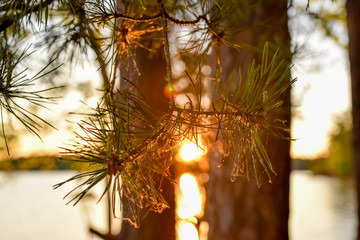 Pine Needles