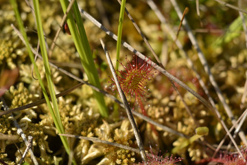 Wild sundew