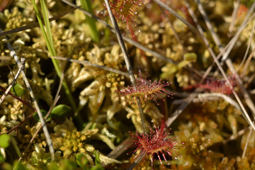 Wild sundew