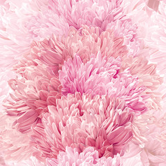 Asters and Chrysanthemum seamless vector background  pattern