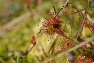Wild sundew