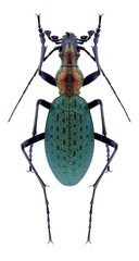 Beetle Carabus constricticollis constricticollis on a white background
