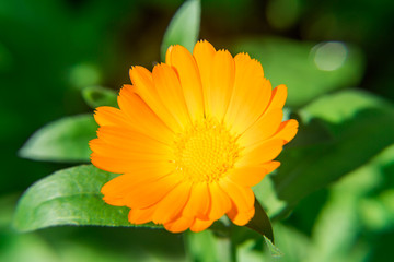 Calendula flower close up on blurred background. The orange flower. A medicinal herb.