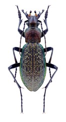 Beetle Carabus avinovi on a white background