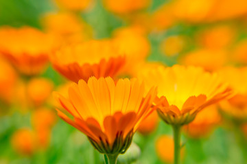 Calendula flower close up on blurred background. The orange flower. A medicinal herb.