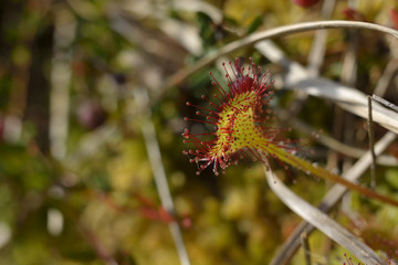 Wild sundew