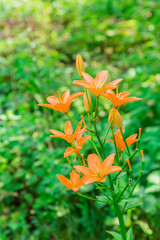 Blooming Lily on green blurred background. Decorative garden plant.