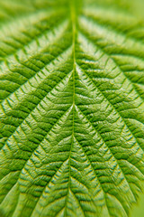 Green leaf plants close up. Macro. Textured background