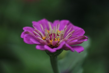 Obraz premium macro flower