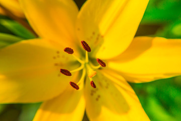 Yellow Lily flower closeup. Pistil, stamen and pollen. Macro.