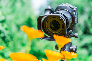 Macro photography in nature. The flowers and plants. Green blurred background.