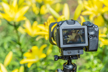 Macro photography of flowers. Digital camera LCD display