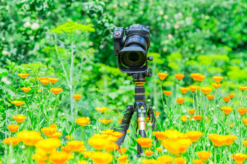 Macro photography in nature. The flowers and plants. Green blurred background.