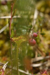 Wild sundew