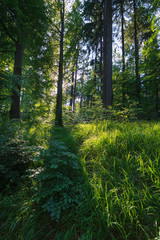 Fototapeta premium Wald mit Sonnenlicht im Hintergrund