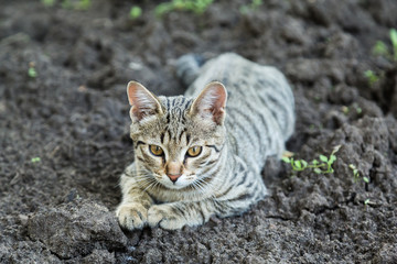 Naklejka na ściany i meble Gray striped kitten lying on the ground.