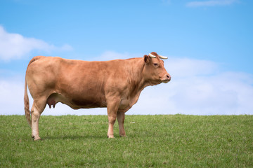 Cow in the meadow - Vache dans le pré