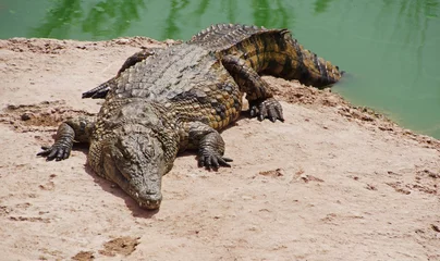 Fotobehang A nile crocodile on a shore of a lake © Grzegorz