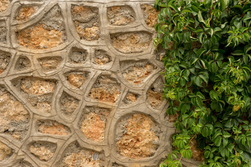 stone wall with green ivy