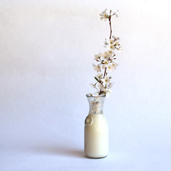 milk bottle with cherry blossoms