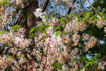wild himalayan cherry flower