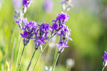 Lavender plants growing in a field