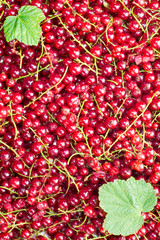 Close-up of fresh redcurrant, background / texture
