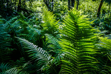 Bright green fern in a sun light as a background, close-up.
