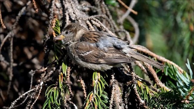 Junger Haussperling putzt sich nach dem Bad