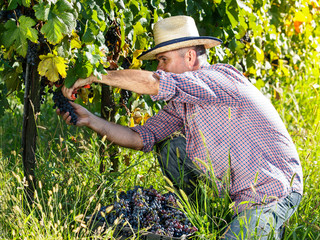 Male winemaker cuting grapes