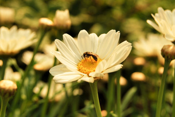 Bee in spring