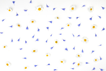 Daisy flowers and cornflowers petals pattern on white background. Flat lay, top view