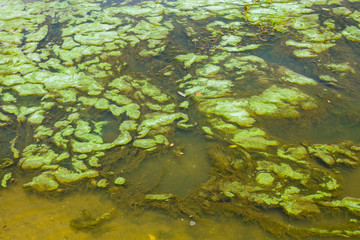 Fototapeta na wymiar Green algae in the water surface
