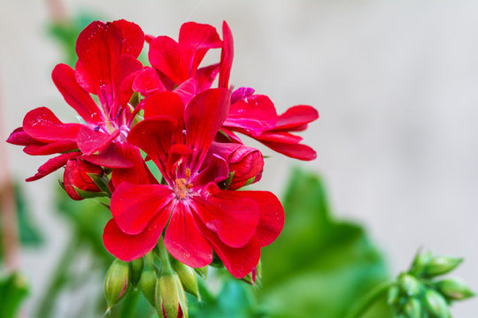 Red garden geranium flowers