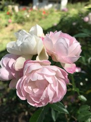 Closeup blooming white rose and pink roses in cluster with green leaves in summer garden. Selective focus with blurred background.