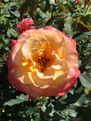 Closeup coral pink rose flower blooming in the garden in the sunlight. Rose flower in summer season.Rose flower pattern. Selective focus.