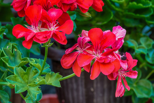 Red garden geranium flowers