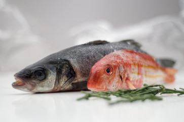 Wolfsbarsch und rosa Dorade ganz frisch mit Queller