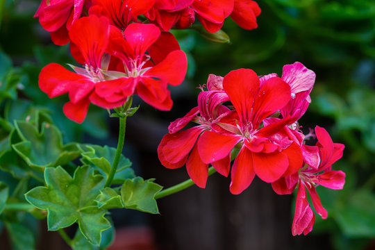 Red garden geranium flowers