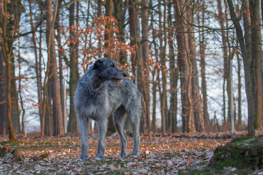 Wolfhund