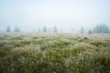 Green meadow in morning dew and young firtrees in dense fog