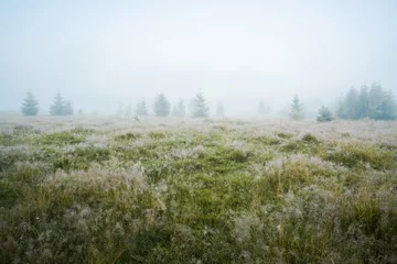 Fototapete Khaki Green meadow in morning dew and young firtrees in dense fog