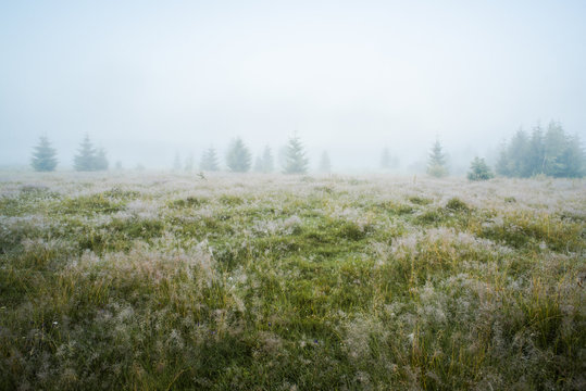 Green meadow in morning dew and young firtrees in dense fog