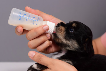 Little puppy dog drinking milk from the baby's bottle. © thenineworld