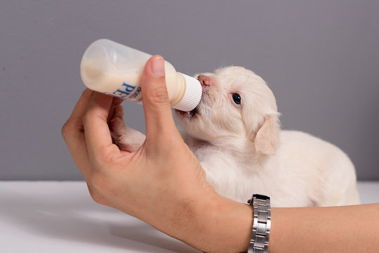 Little puppy dog drinking milk from the baby s bottle on gray background. Stock Photo Adobe Stock