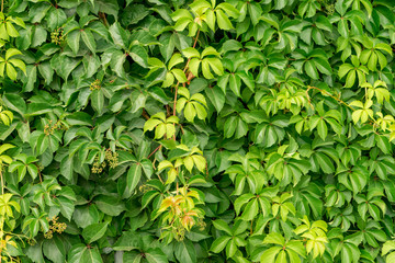 part of ivy wall, green fence, close up