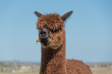 Alpaca eating grass © Roy Pedersen