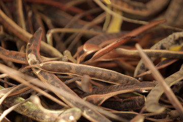 netoo - fruit detail