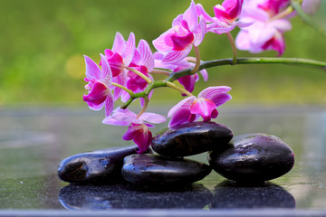 Fototapeta na wymiar Pink orchids and black stones .Wellness background.